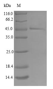 Greater than 90% as determined by SDS-PAGE.Recombinant Human Mitochondrial Import Inner Membrane Translocase Subunit Tim17-B (TIMM17B) Protein (GST)