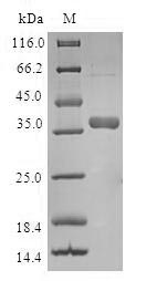 Greater than 90% as determined by SDS-PAGE.