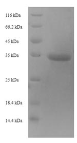 Greater than 90% as determined by SDS-PAGE.