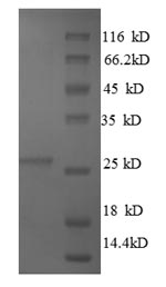Greater than 90% as determined by SDS-PAGE.