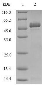 Greater than 90% as determined by SDS-PAGE.