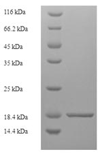 Greater than 90% as determined by SDS-PAGE.