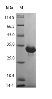 Greater than 85% as determined by SDS-PAGE.