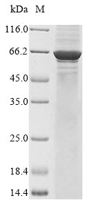 Greater than 85% as determined by SDS-PAGE.