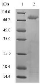 Greater than 90% as determined by SDS-PAGE.Recombinant Human Toll-Like Receptor 2 (TLR2) Protein (His-SUMO)