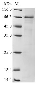 Greater than 85% as determined by SDS-PAGE.Recombinant Human Toll-Like Receptor 4 (TLR4) Protein (His)