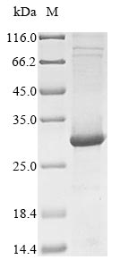 Greater than 85% as determined by SDS-PAGE.Recombinant Human Toll-Like Receptor 7 (TLR7) Protein (His&Myc)