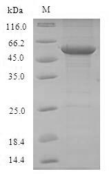 Greater than 90% as determined by SDS-PAGE.Recombinant Mouse Toll-Like Receptor 7 (TLR7) Protein (GST)