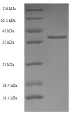 Greater than 90% as determined by SDS-PAGE.Recombinant Human Transmembrane Protein 141 (TMEM141) Protein (GST)