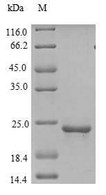 Greater than 85% as determined by SDS-PAGE.Recombinant Human Cell Surface Hyaluronidase (TMEM2) Protein (His)