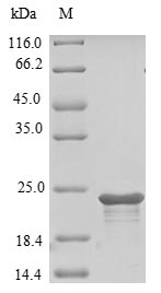 Greater than 85% as determined by SDS-PAGE.Recombinant Mouse Cell Surface Hyaluronidase (TMEM2) Protein (His)