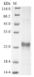 Greater than 90% as determined by SDS-PAGE.Recombinant Human Insulin-Like Growth Factor-Binding Protein 3 Receptor (TMEM219) Protein (His&Myc)