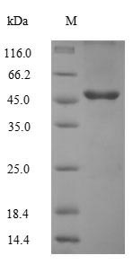 Greater than 90% as determined by SDS-PAGE.