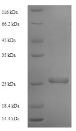Greater than 90% as determined by SDS-PAGE.