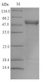 Greater than 90% as determined by SDS-PAGE.