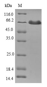 Greater than 90% as determined by SDS-PAGE.Recombinant Human Tropomodulin-1 (TMOD1) Protein (GST)