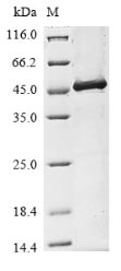 Greater than 90% as determined by SDS-PAGE.Recombinant Human Transmembrane Protease Serine 2 (TMPRSS2) Protein (His)