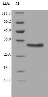 Greater than 90% as determined by SDS-PAGE.Recombinant Human Thioredoxin-Related Transmembrane Protein 2 (TMX2) Protein (GST)