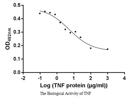 Recombinant Human Tumor Necrosis Factor (TNF) Protein (His), Active