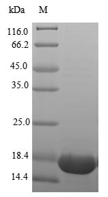 Greater than 85% as determined by SDS-PAGE.