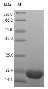 Greater than 85% as determined by SDS-PAGE.Recombinant Human Tumor Necrosis Factor (TNF) Protein (His), Active