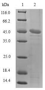 Greater than 90% as determined by SDS-PAGE.Recombinant Sheep Tumor Necrosis Factor (TNF) Protein (GST)
