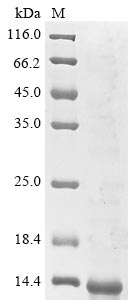 Greater than 90% as determined by SDS-PAGE.