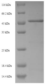 Greater than 90% as determined by SDS-PAGE.