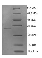 Greater than 90% as determined by SDS-PAGE.