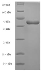 Greater than 90% as determined by SDS-PAGE.Recombinant Human Tumor Necrosis Factor Ligand Superfamily Member 12 (TNFSF12) Protein (His-SUMO)