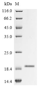 Greater than 90% as determined by SDS-PAGE.Recombinant Rabbit Tumor Necrosis Factor Ligand Superfamily Member 4 (TNFSF4) Protein (His)