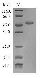 Greater than 90% as determined by SDS-PAGE.