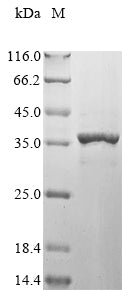 Greater than 90% as determined by SDS-PAGE.
