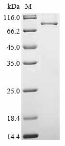 Greater than 85% as determined by SDS-PAGE.Recombinant Human Tenascin-X (TNXB) Protein (His&Myc)