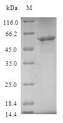 Greater than 90% as determined by SDS-PAGE.