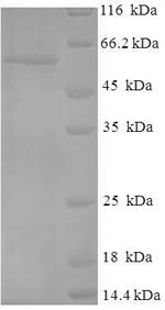 Greater than 90% as determined by SDS-PAGE.