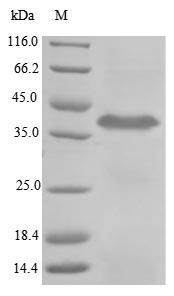 Greater than 85% as determined by SDS-PAGE.Recombinant Cynomolgus Monkey Trophoblast Glycoprotein (TPBG) Protein (His&Myc)