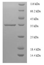 Greater than 90% as determined by SDS-PAGE.