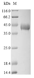 Greater than 90% as determined by SDS-PAGE.