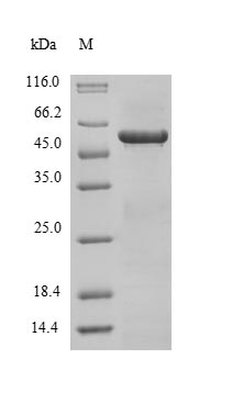 Greater than 85% as determined by SDS-PAGE.Recombinant Human Tropomyosin Alpha-3 Chain (TPM3) Protein (GST)