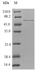 Greater than 90% as determined by SDS-PAGE.