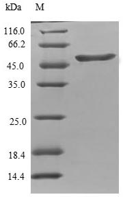 Greater than 90% as determined by SDS-PAGE.