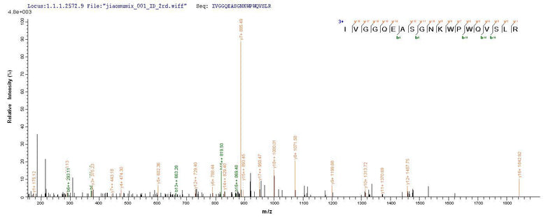 Based on the SEQUEST from database of E.coli host and target protein, the LC-MS/MS Analysis result of this product could indicate that this peptide derived from E.coli-expressed Mus musculus (Mouse) Tpsab1.Recombinant Mouse Tryptase (TPSAB1) Protein (His)