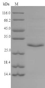 Greater than 90% as determined by SDS-PAGE.Recombinant Human Tryptase Beta-2 (TPSB2) Protein (His)