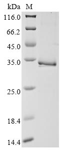 Greater than 85% as determined by SDS-PAGE.Recombinant Human Tryptase Beta-2 (TPSB2) Protein (His&Myc)