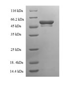 Greater than 90% as determined by SDS-PAGE.Recombinant Mouse Tryptase Beta-2 (TPSB2) Protein (GST)