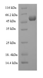 Greater than 90% as determined by SDS-PAGE.