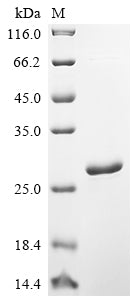 Greater than 90% as determined by SDS-PAGE.Recombinant Human Translationally-Controlled Tumor Protein (TPT1) Protein (His)