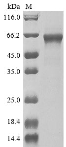 Greater than 85% as determined by SDS-PAGE.Recombinant Human Tnf Receptor-Associated Factor 3 (TRAF3)