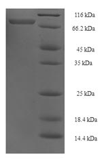 Greater than 90% as determined by SDS-PAGE.Recombinant Human Tnf Receptor-Associated Factor 5 (TRAF5) Protein (His-SUMO)